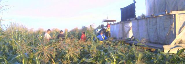 pickinghoriz.jpg