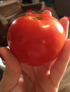 Tomatoes